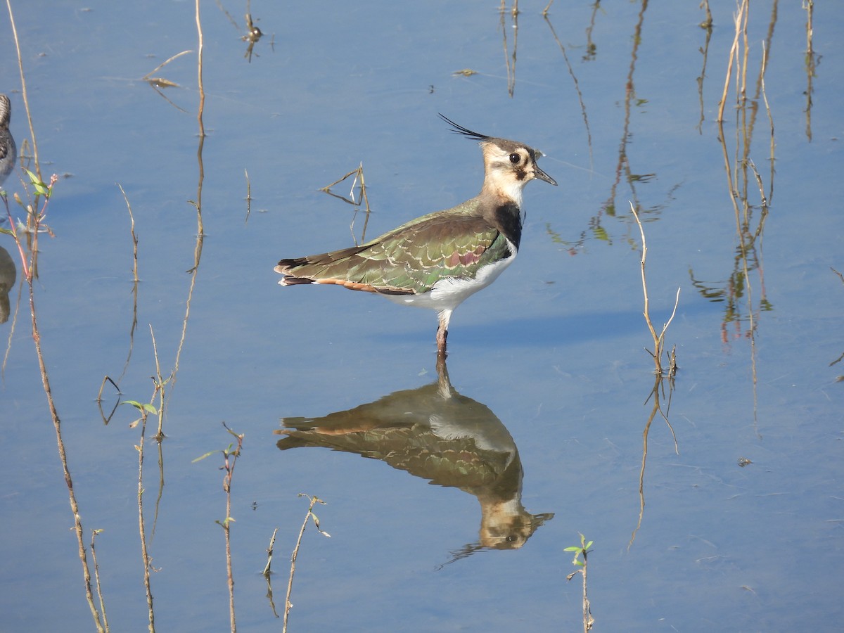 Northern Lapwing - ML643642524