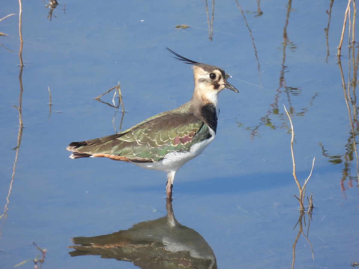 Northern Lapwing - ML643642525
