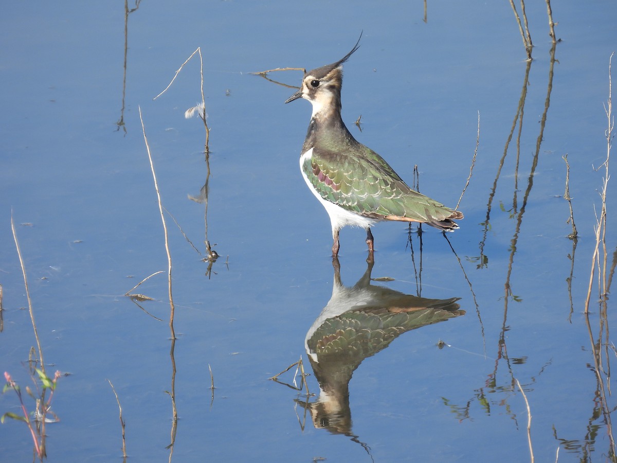 Northern Lapwing - ML643642526
