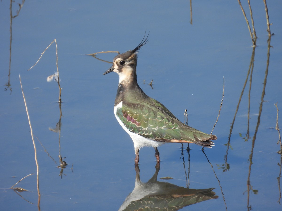 Northern Lapwing - ML643642527