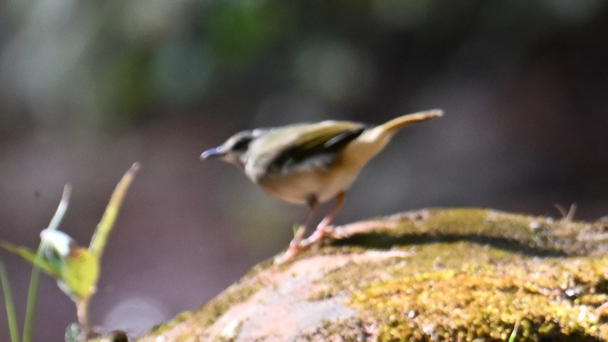 Riverbank Warbler - ML643642542