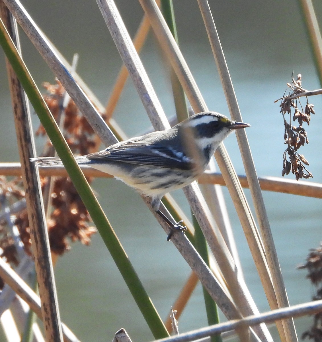 Paruline grise - ML643642547