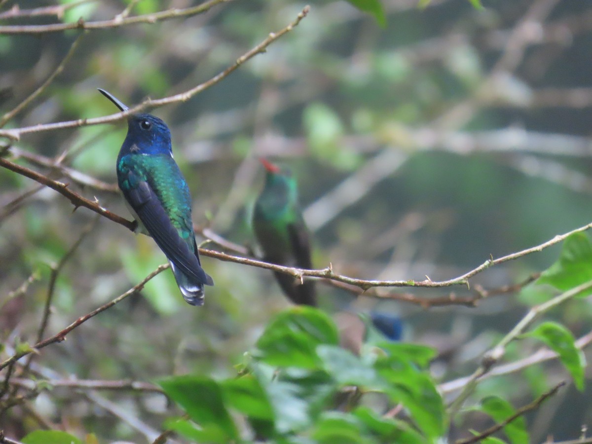 Colibri jacobin - ML643642555