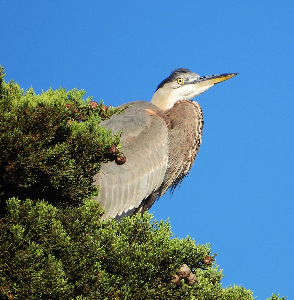 Grand Héron - ML643642558