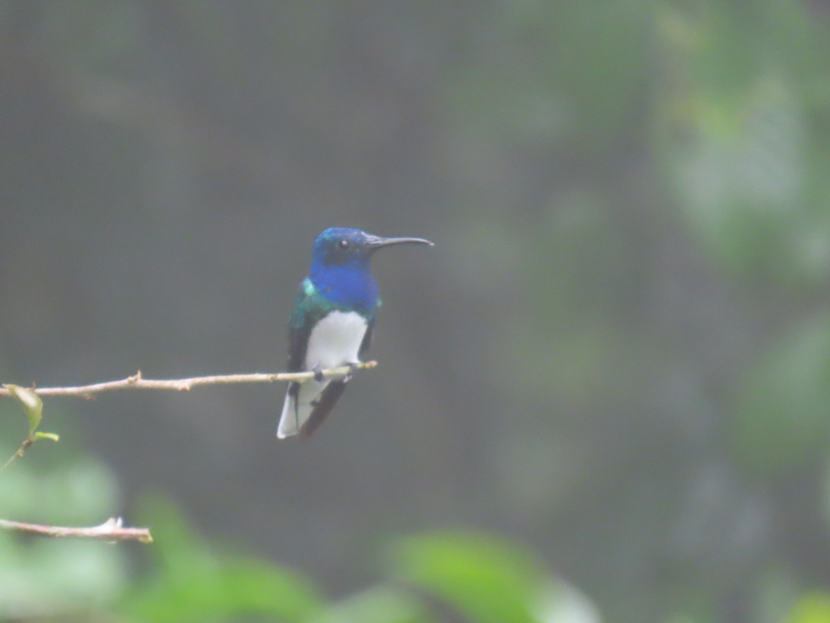 Colibri jacobin - ML643642572