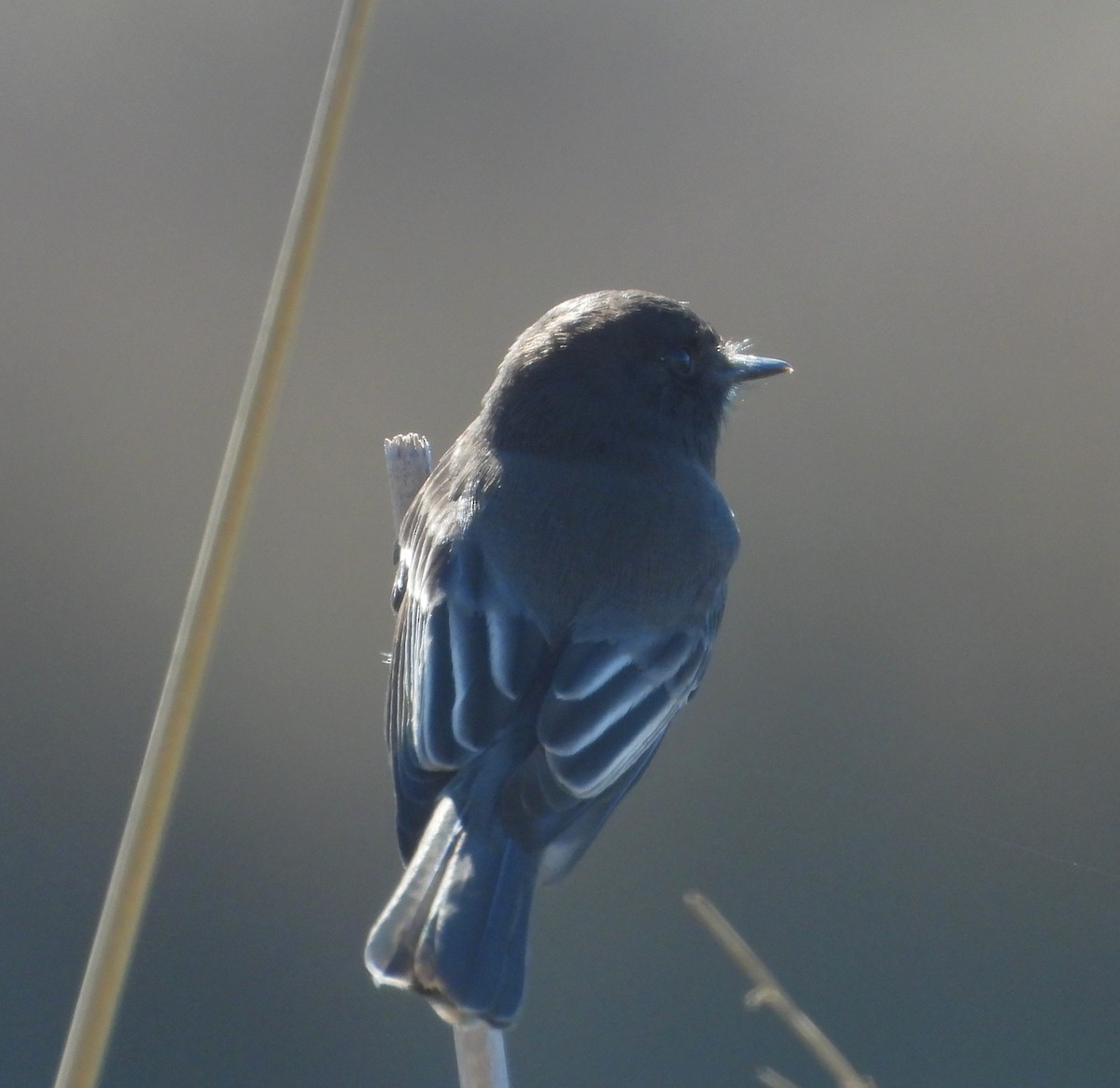 Moucherolle noir - ML643642573