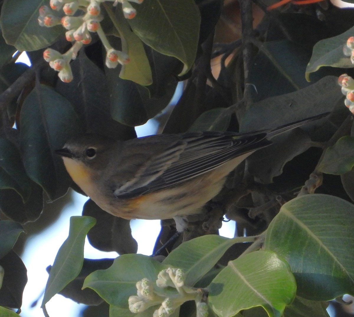 Paruline à croupion jaune - ML643642612