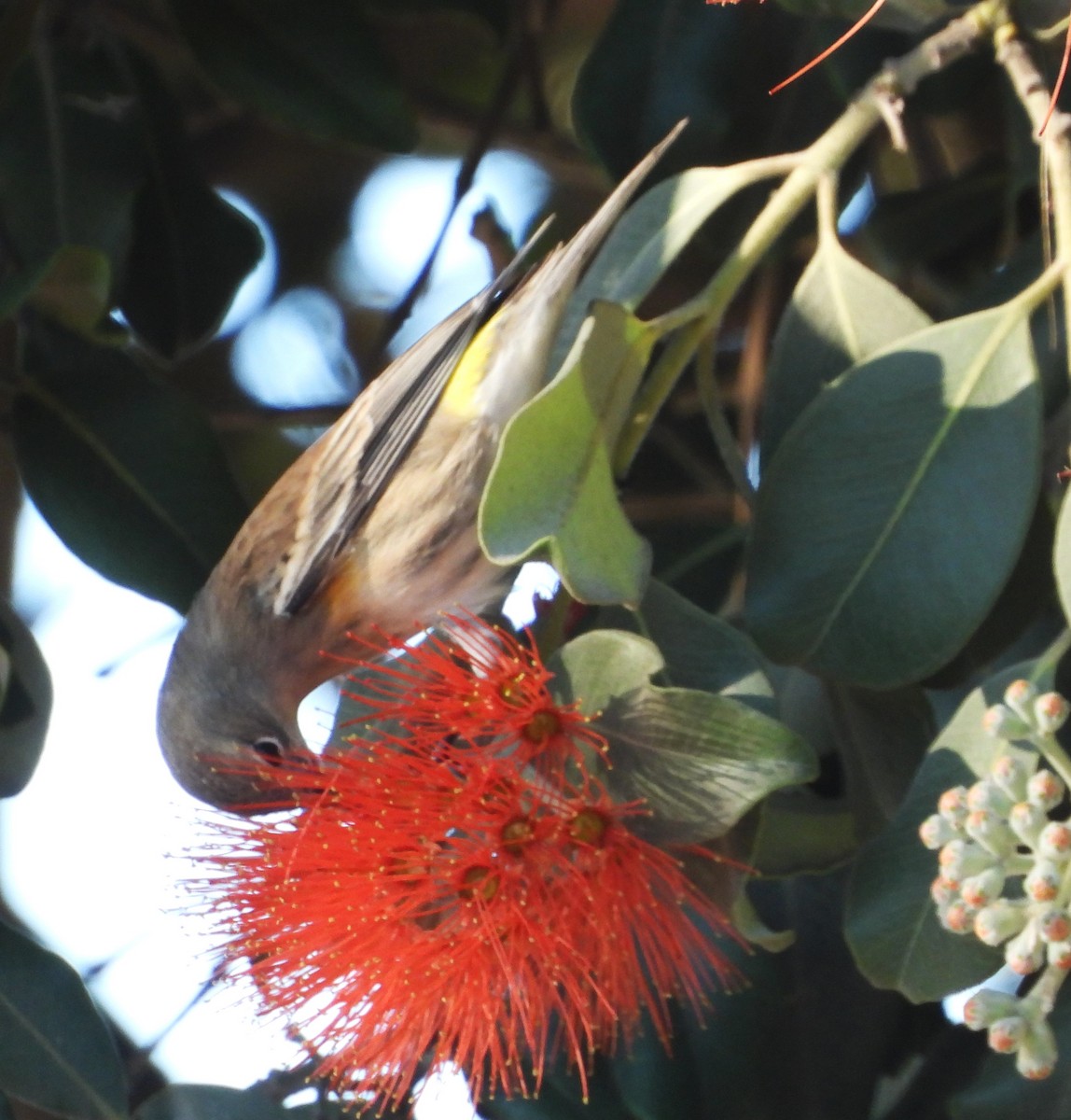 Paruline à croupion jaune - ML643642613