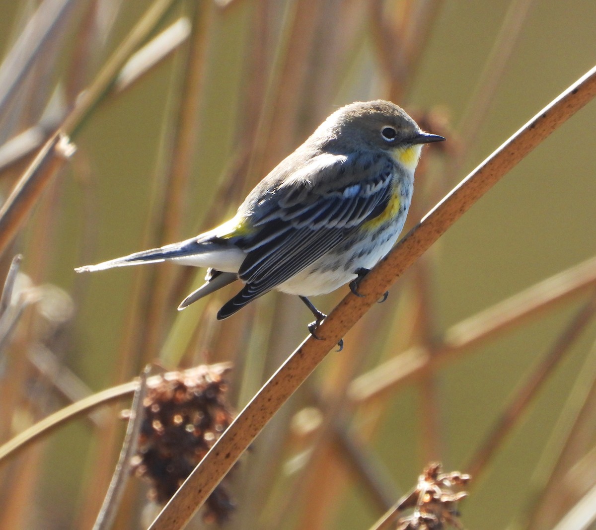Paruline à croupion jaune - ML643642614