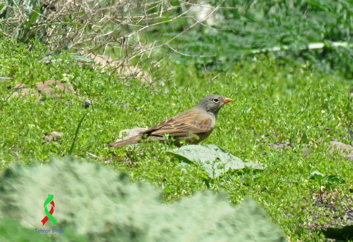Gray-necked Bunting - ML643642619