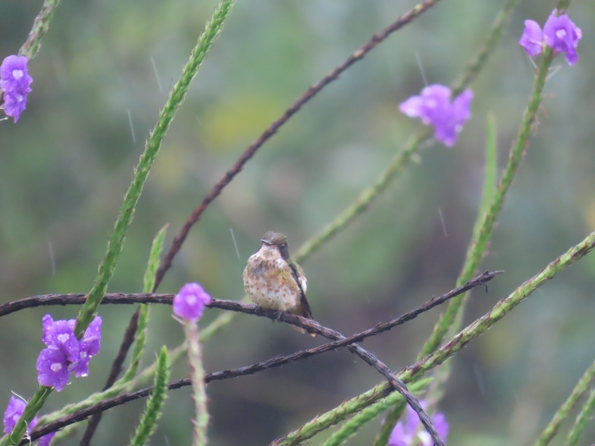 Black-crested Coquette - ML643642660