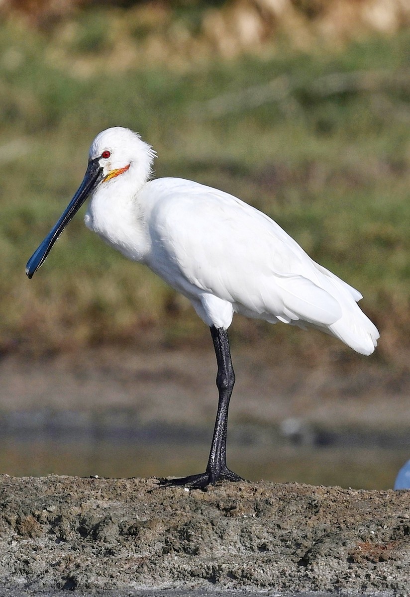 Eurasian Spoonbill - ML643642664