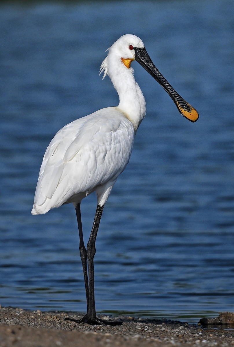 Eurasian Spoonbill - ML643642668