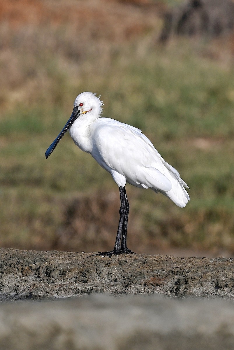 Eurasian Spoonbill - ML643642669