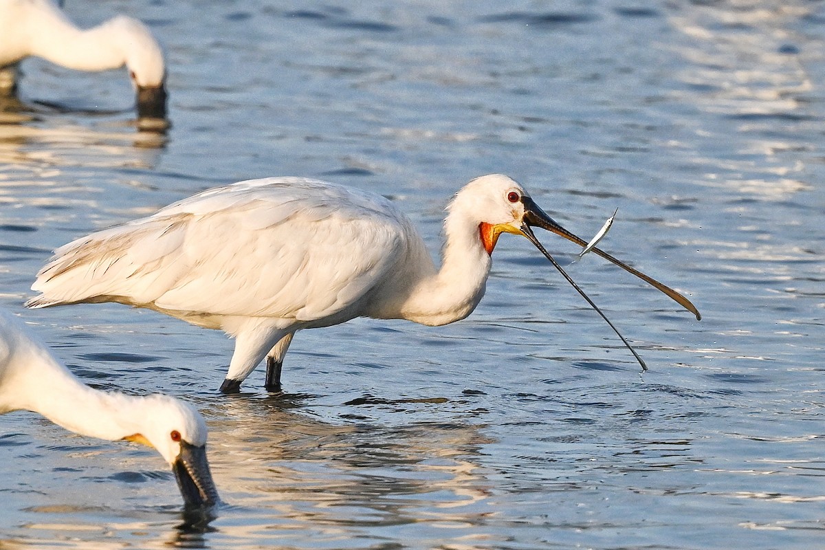 Eurasian Spoonbill - ML643642670