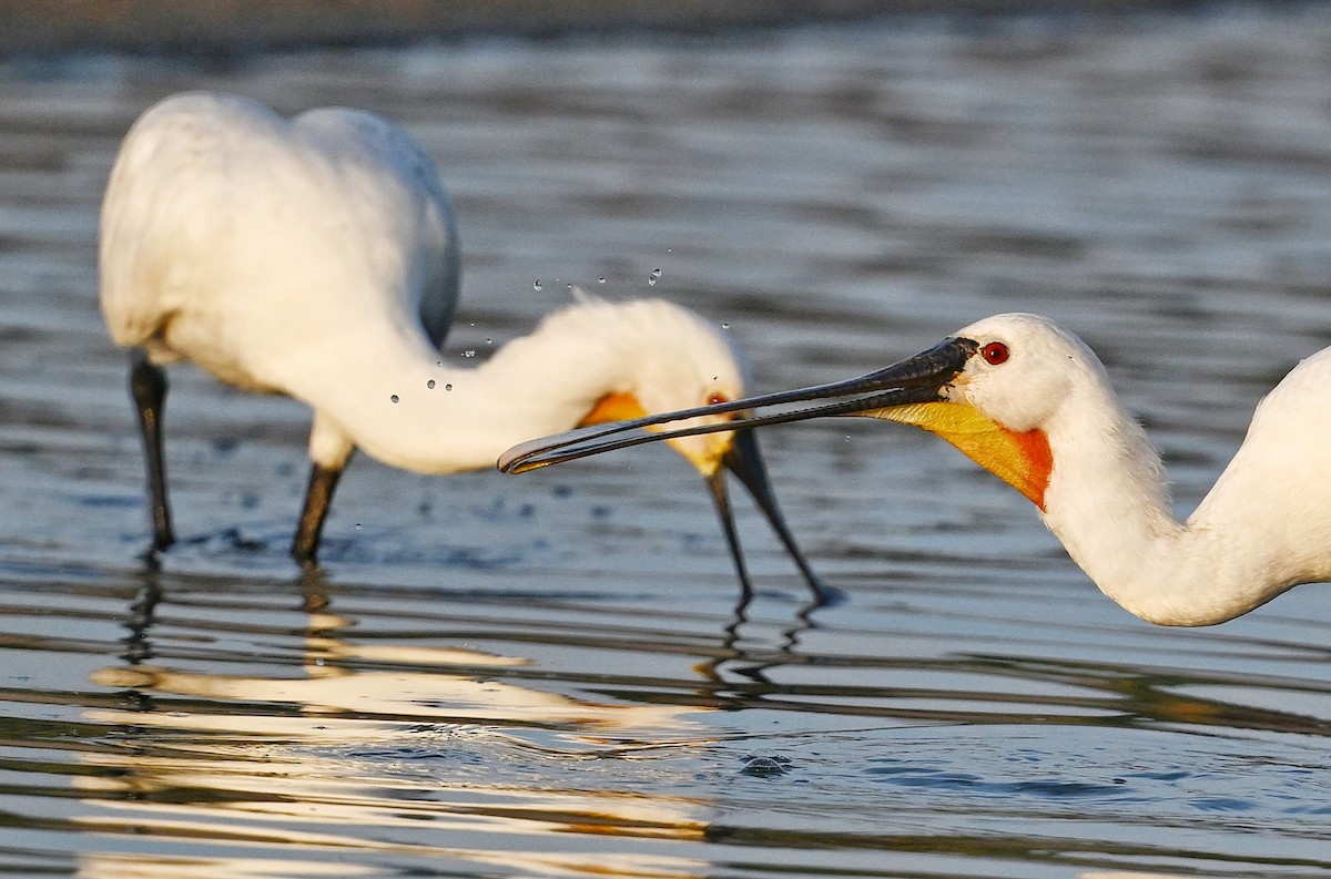 Eurasian Spoonbill - ML643642671
