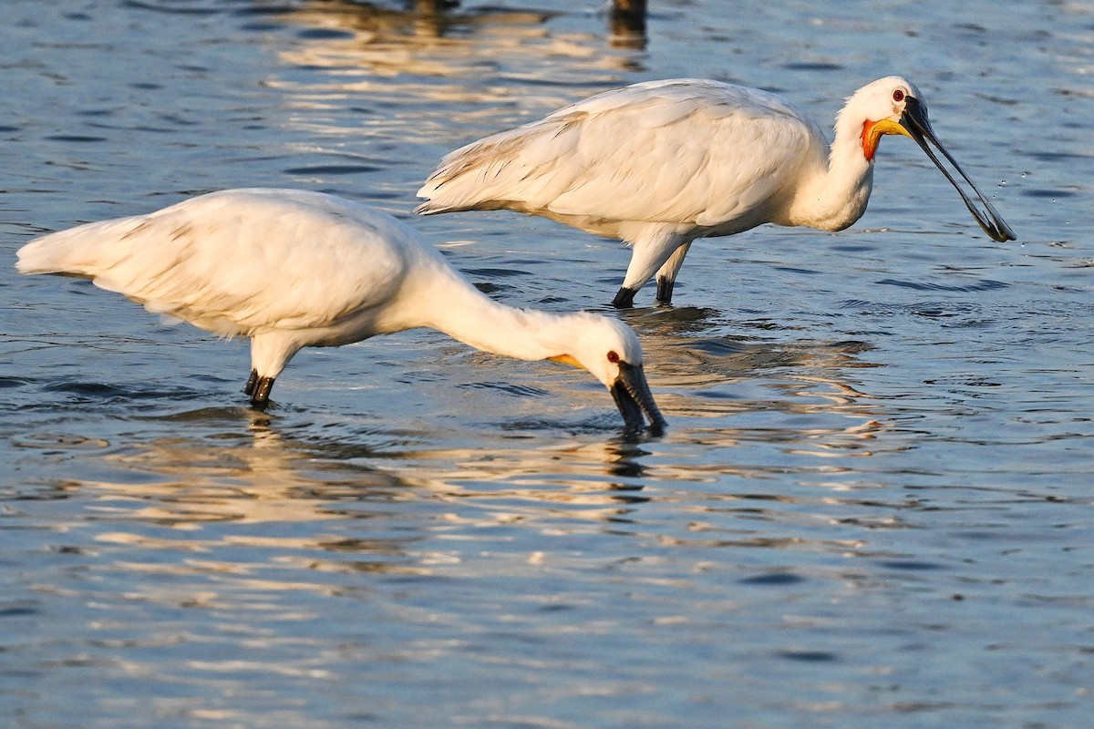 Eurasian Spoonbill - ML643642672