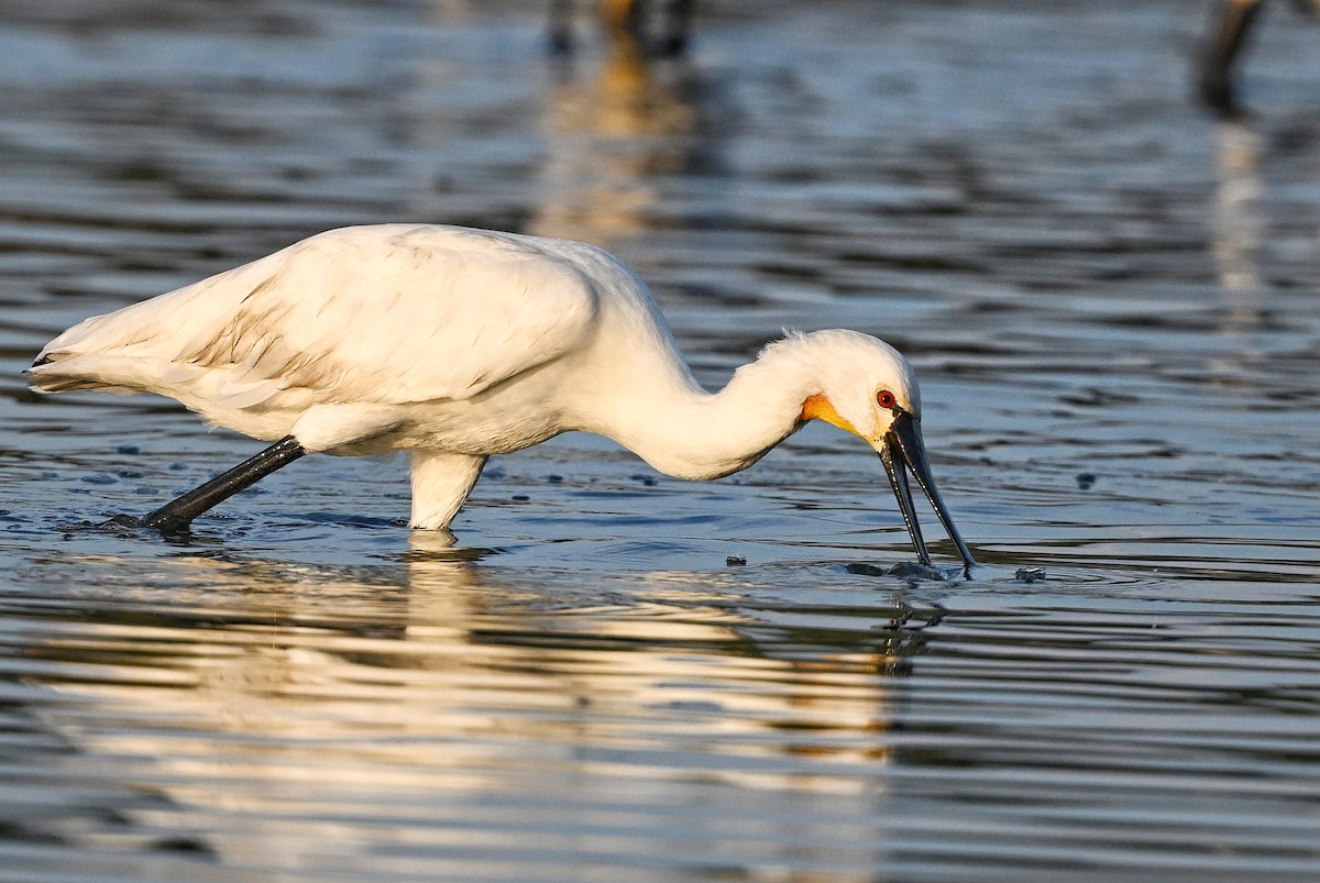 Eurasian Spoonbill - ML643642673