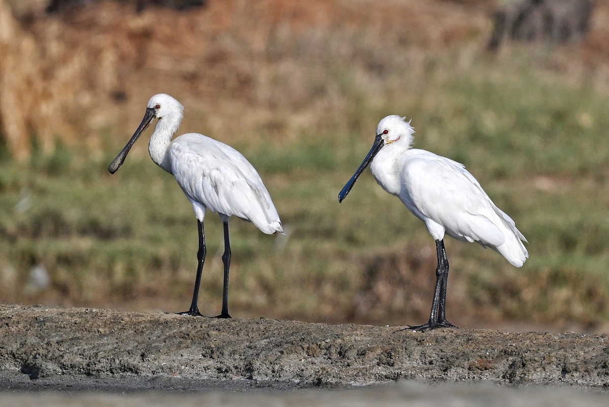Eurasian Spoonbill - ML643642674