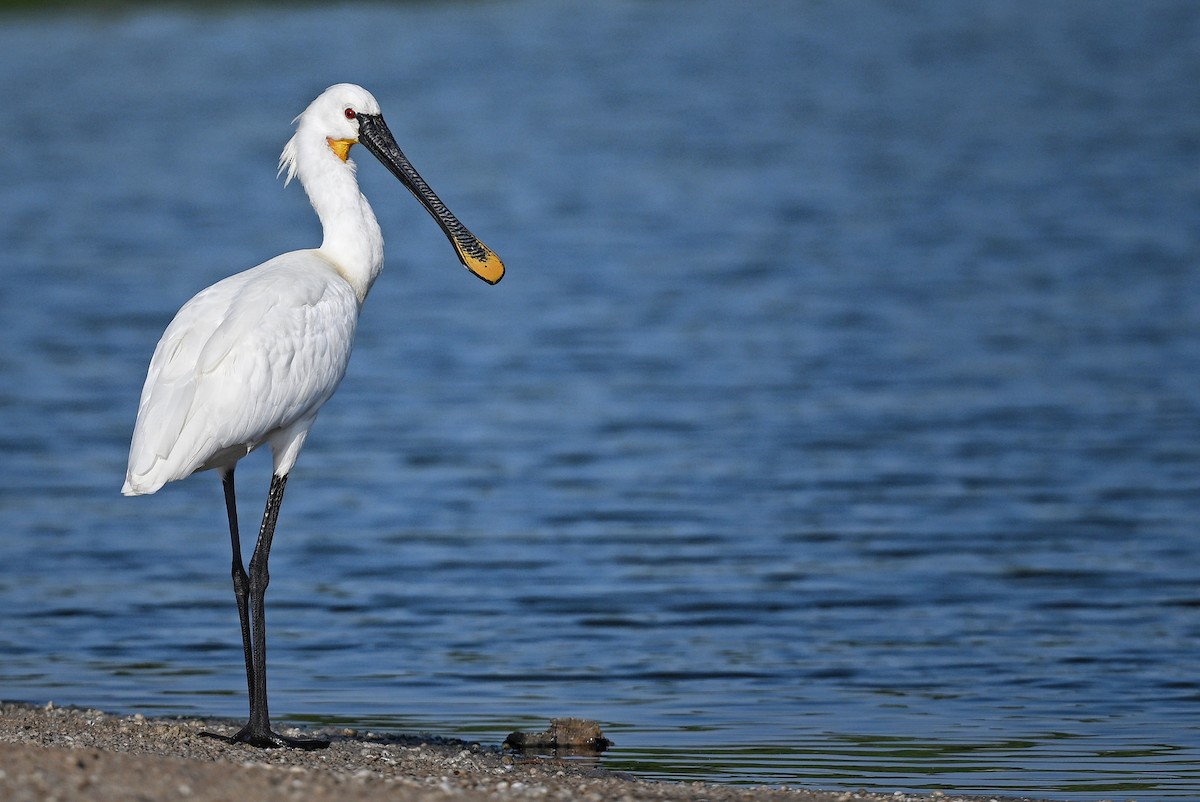 Eurasian Spoonbill - ML643642675