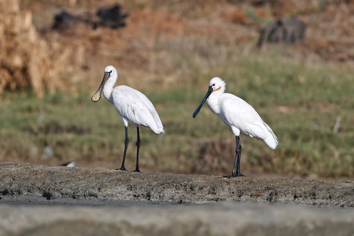 Eurasian Spoonbill - ML643642676