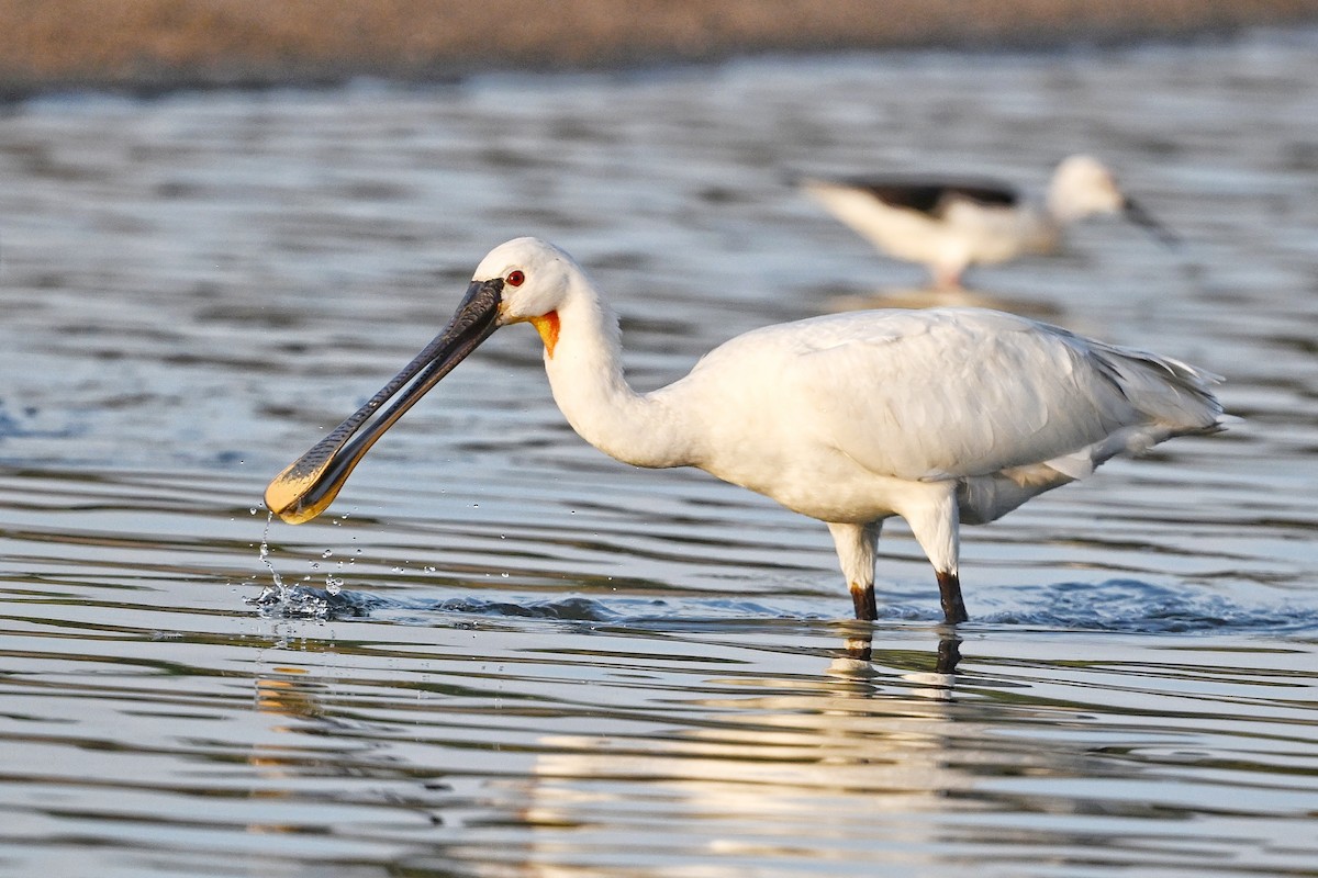 Eurasian Spoonbill - ML643642678