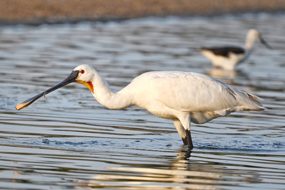 Eurasian Spoonbill - ML643642682