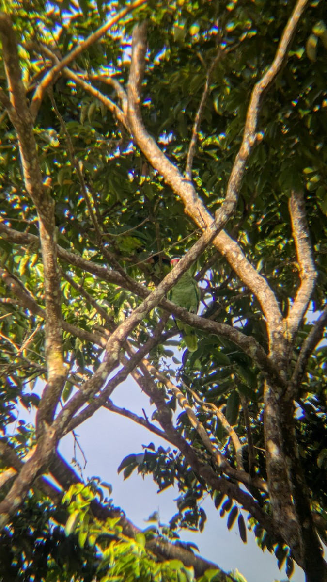 Red-lored Amazon - ML643642685