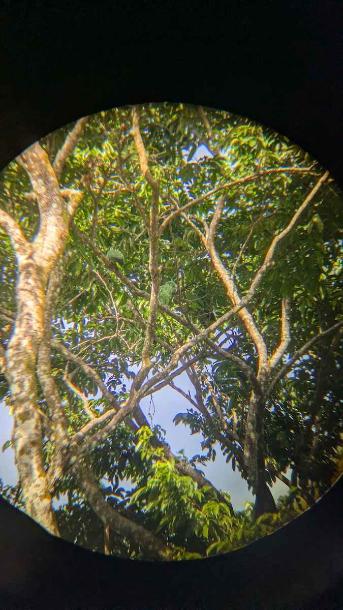Red-lored Amazon - ML643642686