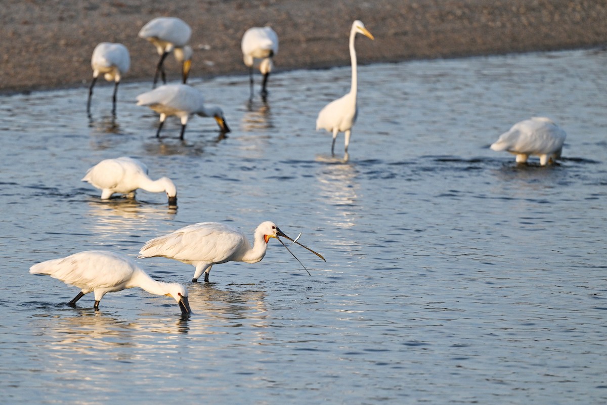 Eurasian Spoonbill - ML643642688