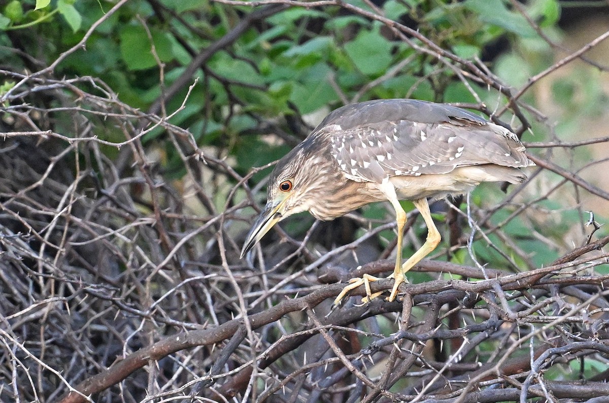 Black-crowned Night Heron - ML643642703