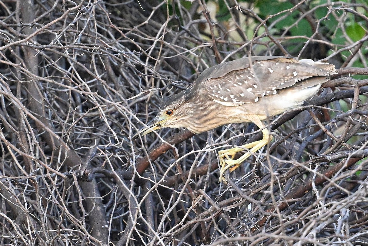 Black-crowned Night Heron - ML643642704
