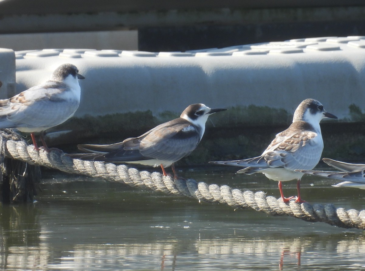 Black Tern - ML643642715