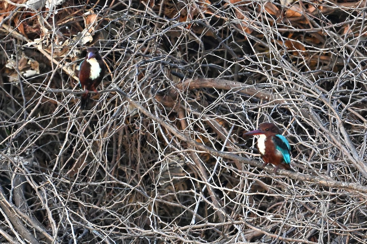 White-throated Kingfisher - ML643642721