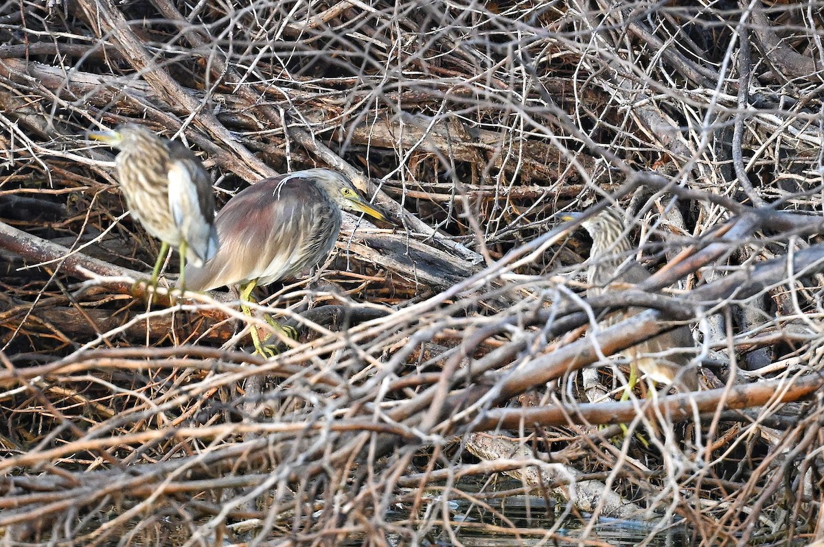 Indian Pond-Heron - ML643642722
