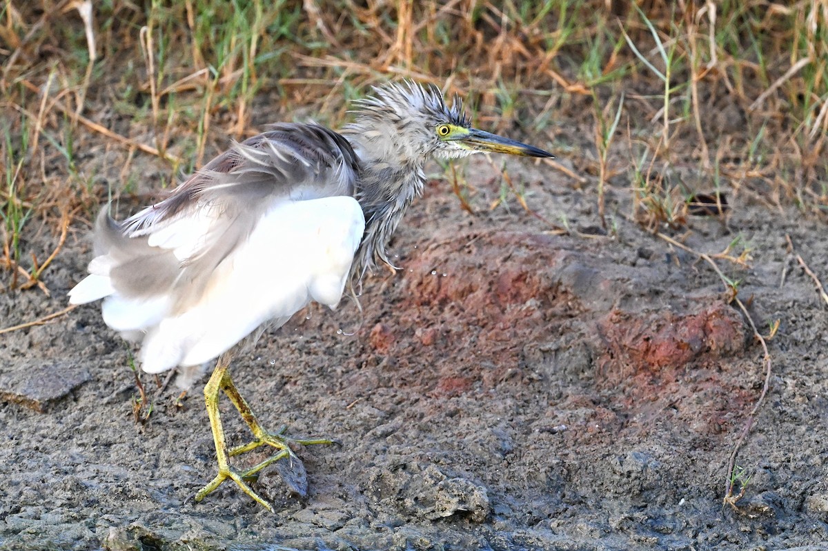 Indian Pond-Heron - ML643642723