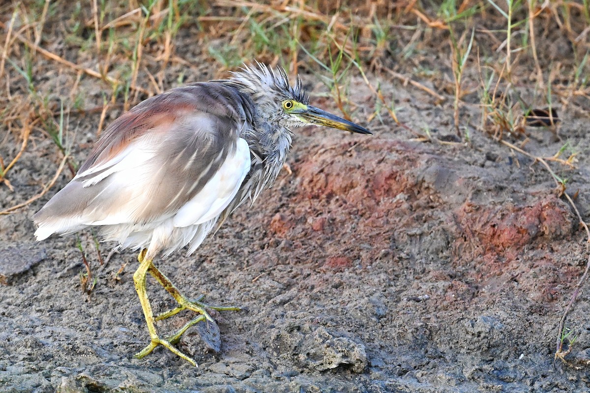 Indian Pond-Heron - ML643642724