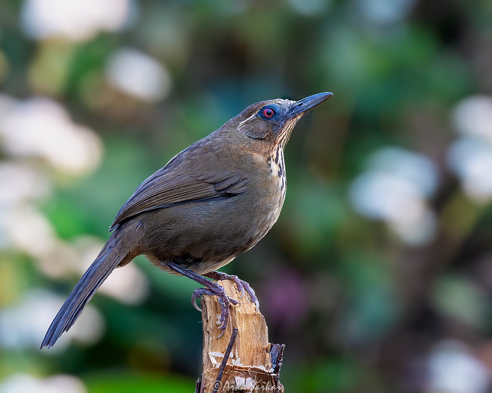 Spot-breasted Laughingthrush - ML643642725