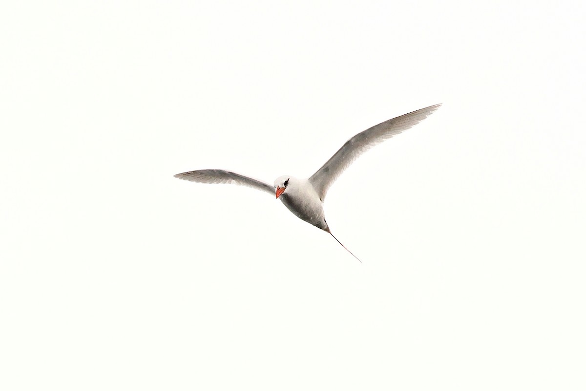 Red-tailed Tropicbird - ML643642726