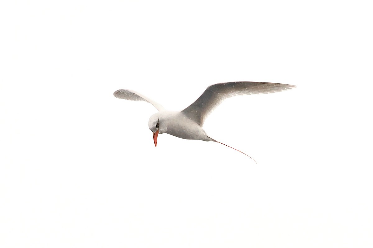 Red-tailed Tropicbird - ML643642737