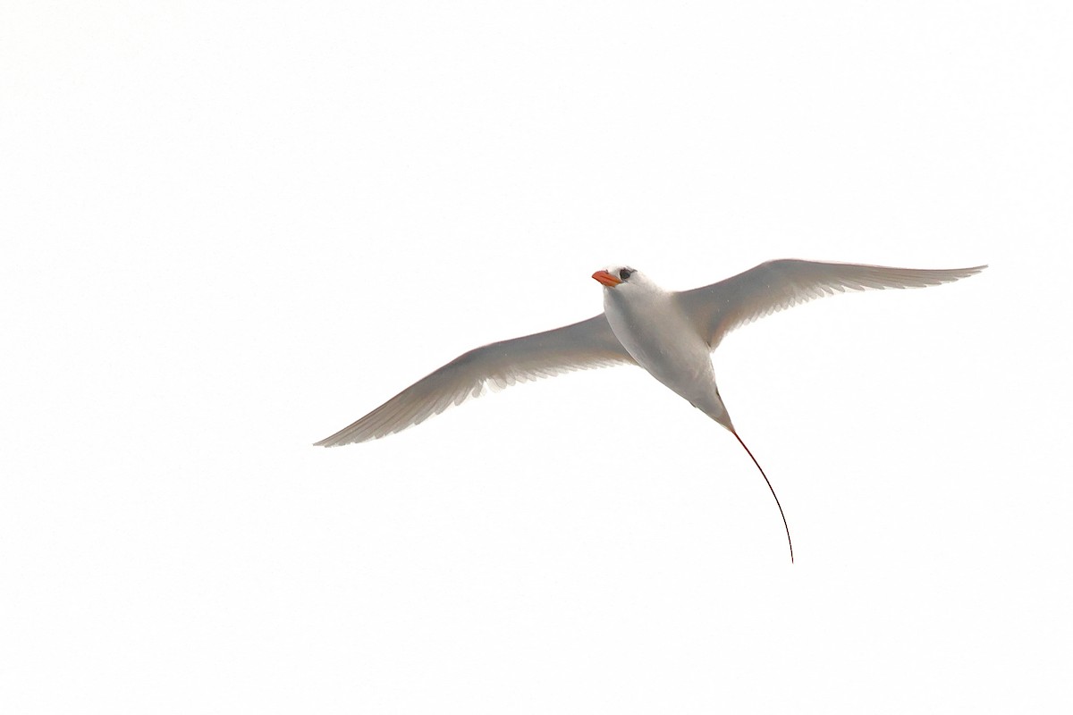 Red-tailed Tropicbird - ML643642741