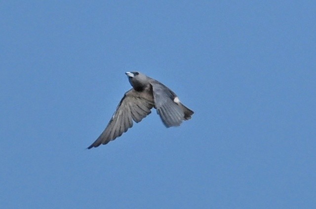 Ashy Woodswallow - ML643642746