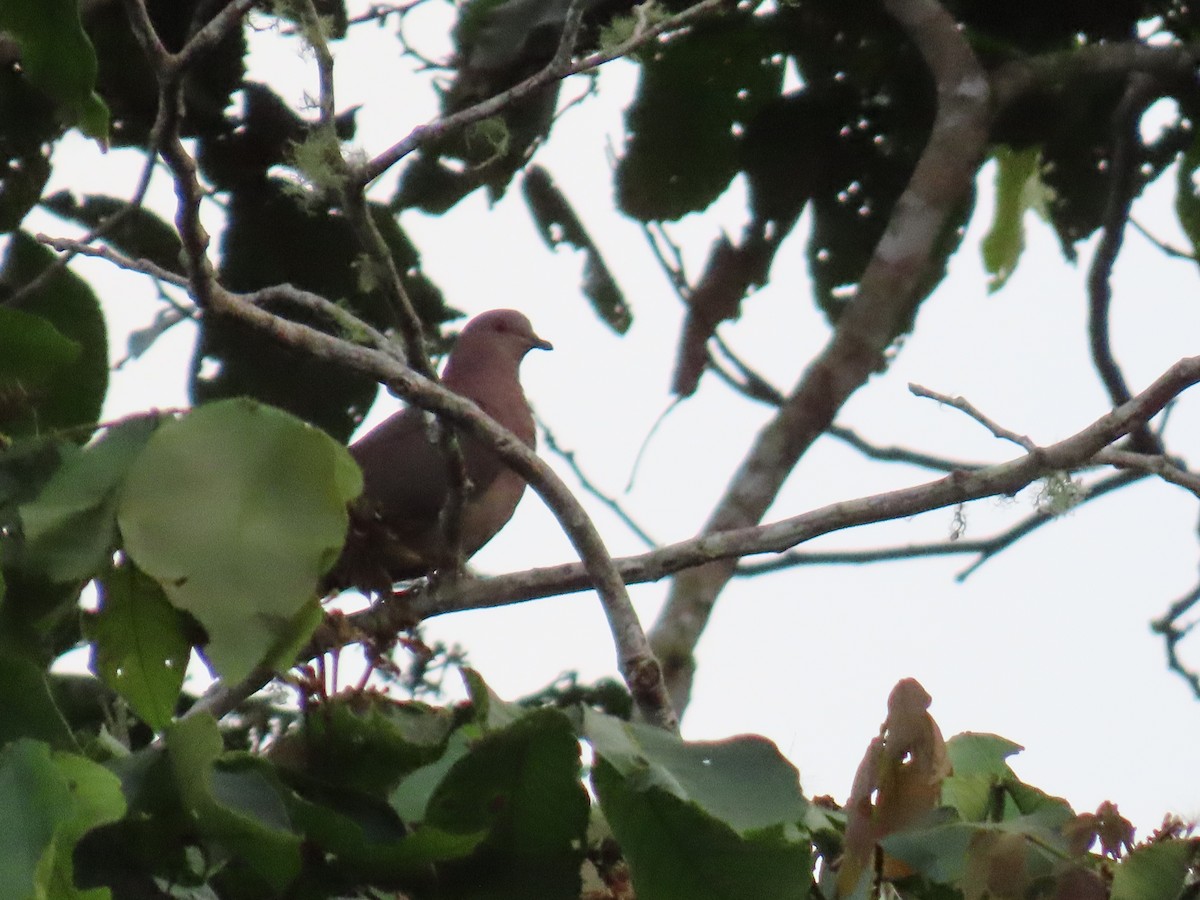 holub krátkozobý - ML643642749