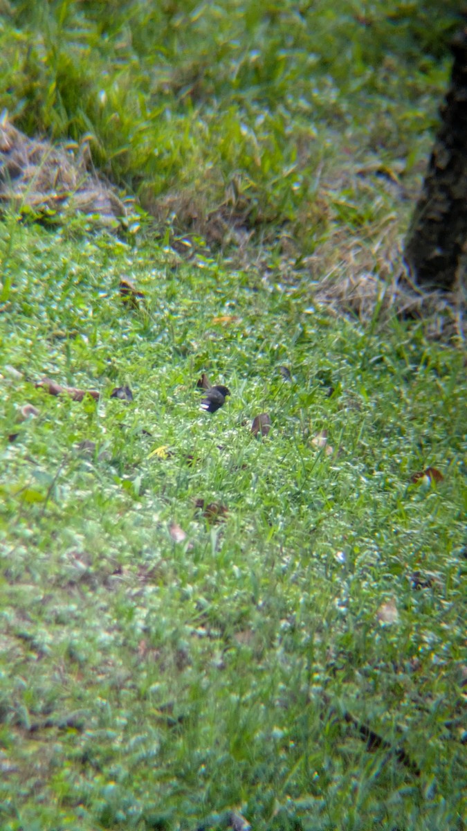 Variable Seedeater - ML643642767