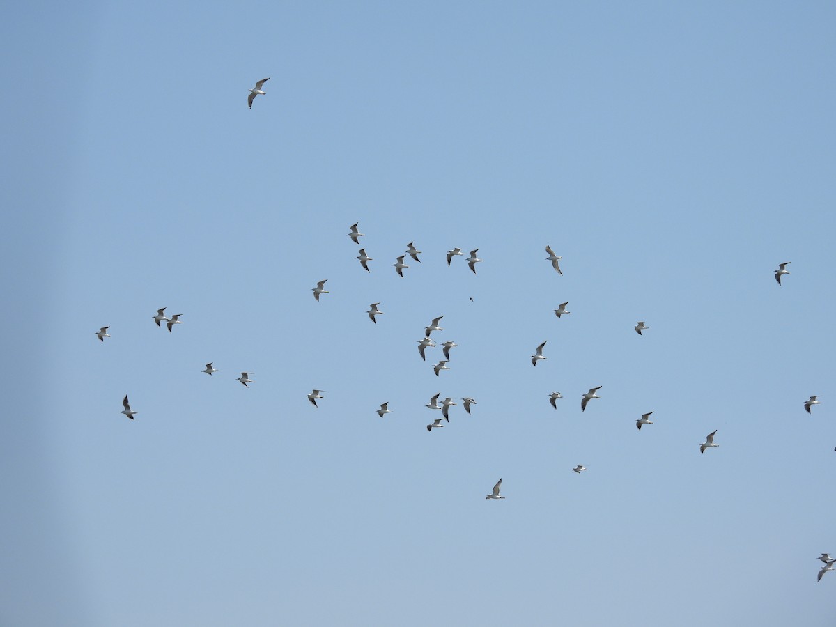 Black-headed Gull - ML643642768