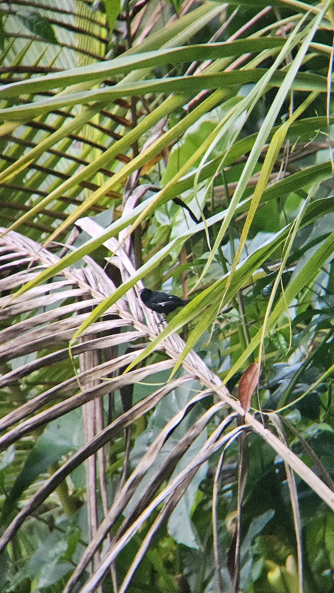 Variable Seedeater - ML643642797