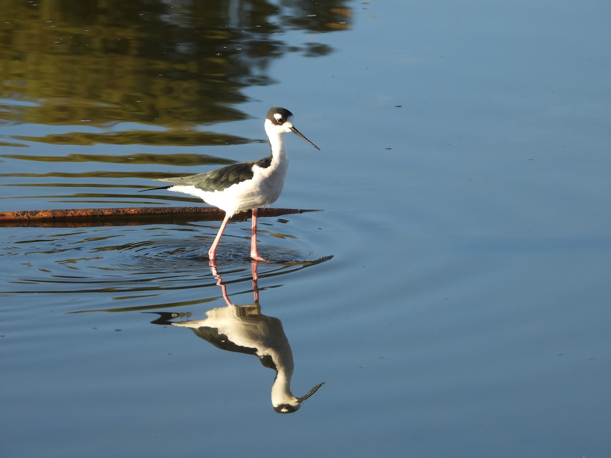 Échasse d'Amérique - ML643642817