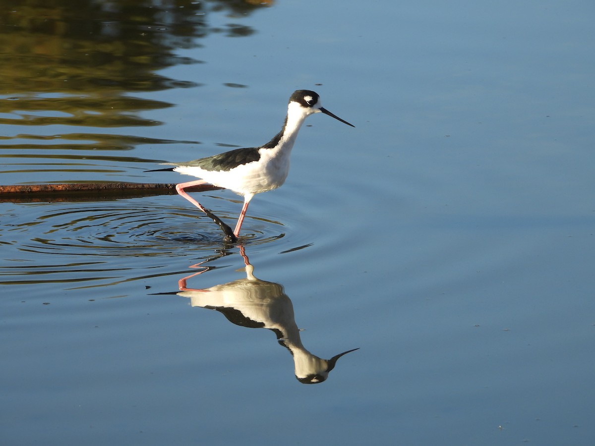 Échasse d'Amérique - ML643642818