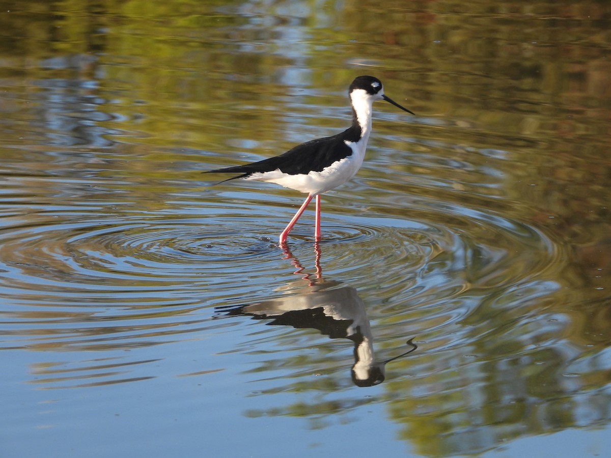 Échasse d'Amérique - ML643642819