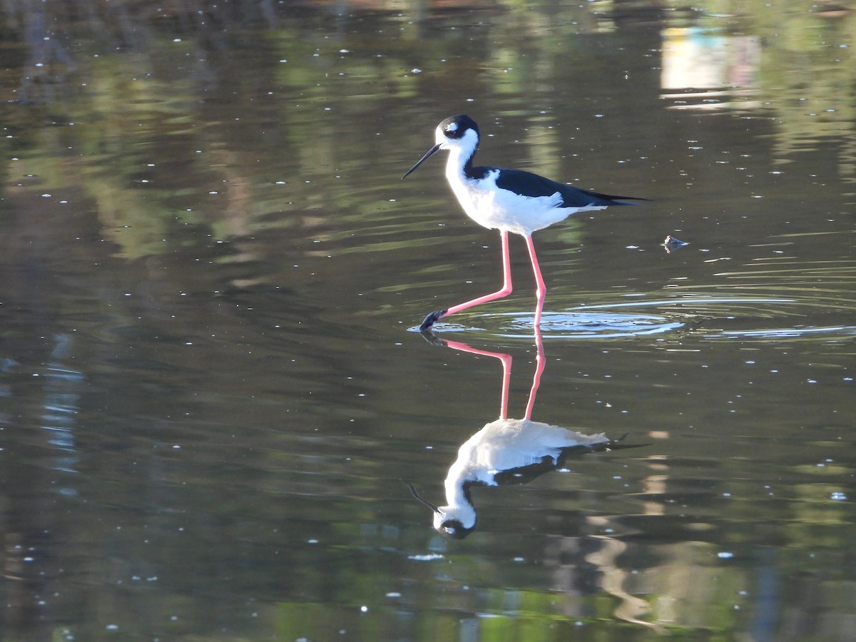 Échasse d'Amérique - ML643642820